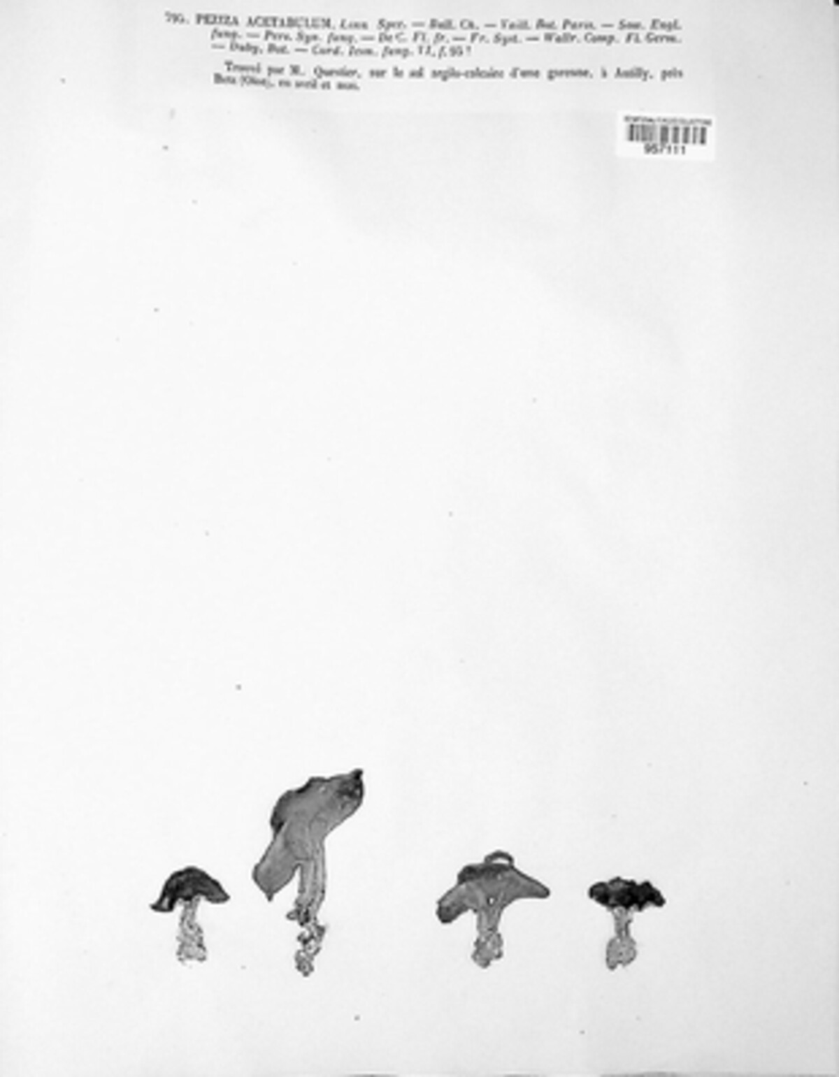 Helvella acetabulum image